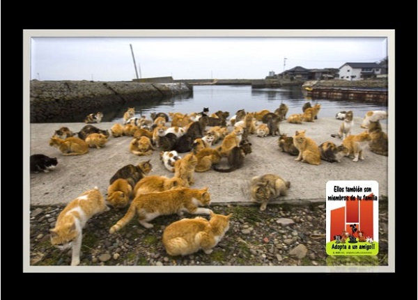 Aoshima, una pequeña isla japonesa, se ha convertido en el lugar soñado para los amantes de los gatos.