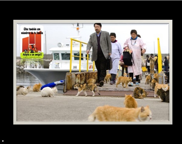 En Aoshima, la población gatuna supera por seis a uno a la población humana, es decir hay 6 gatos por cada ser humano que la habita.