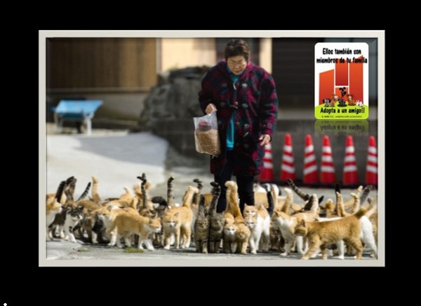 Se ha prohibido a los visitantes alimentar a los gatos, ya que al incrementar el número de turistas que lo hacen los felinos han comenzado a presentar problemas de obesidad.