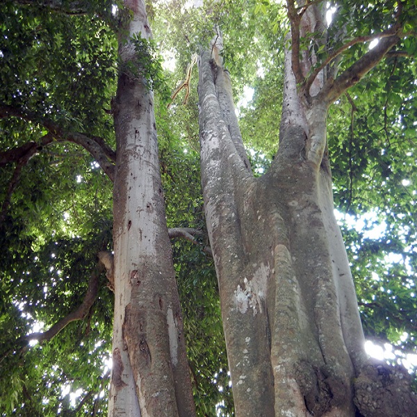 Nuestro OX (ramón): Un Árbol Histórico