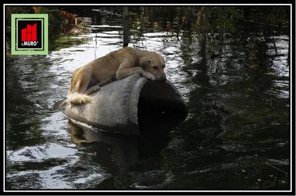 Los animales de compañía son de los grupos que se ven más afectados durante la presencia de un fenómeno natural como puede ser un huracán o las inundaciones provocadas por éste.