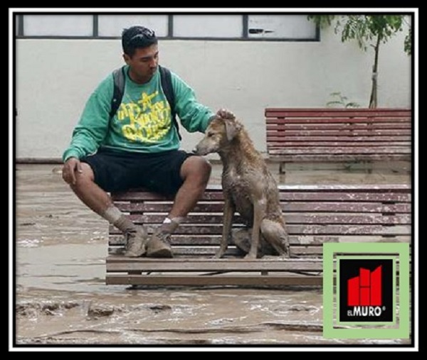 Nunca abandones a su suerte a tu mascota; busca con anticipación un lugar seguro y averigua en qué refugio pueden aceptarte con tu animal.