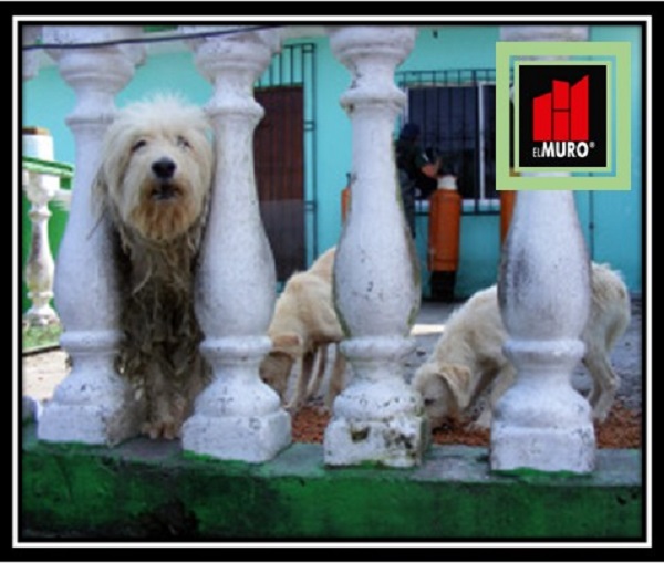 Durante la contingencia no los deje en patios, terrazas, etc., ya que ellos no pueden sobrevivir sin nosotros y prácticamente los estaríamos condenando.