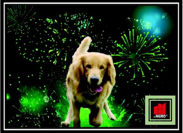 Los perros poseen una audición mucho más sensible que la humana, por lo que los ruidos fuertes como los producidos por pirotecnia suelen causar estrés en ellos.