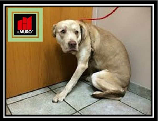 No amarres a tu perro; la desesperación puede causar accidentes con resultados incluso fatales.