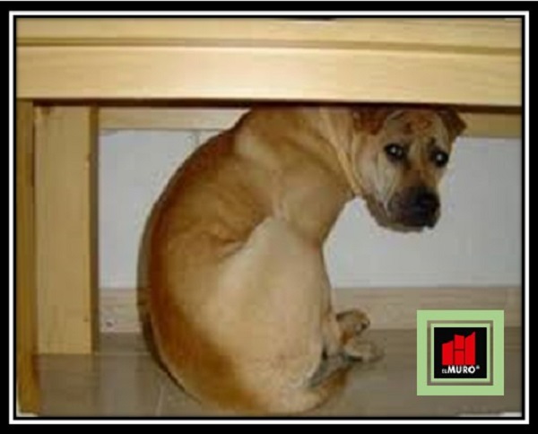 Un espacio debajo de un mueble, acompañado de sus juguetes favoritos, podría ser un lugar donde tu can se sienta seguro.