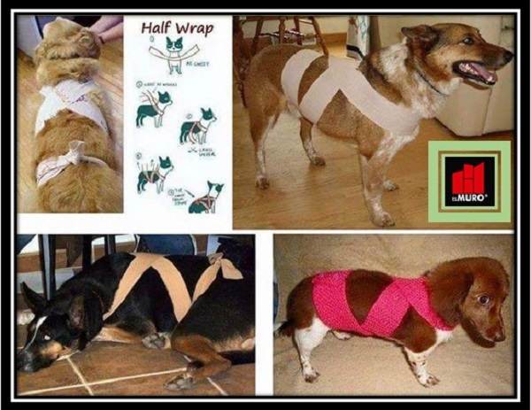 El método Tellington Ttouch con vendas es un método que puede ayudar a aliviar la tensión creada en tu perro.