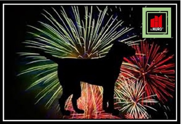 El índice de animales extraviados a causa de la pirotecnia es muy elevado, debes tomar las acciones necesarias para que tu perro se sienta seguro en tu domicilio.