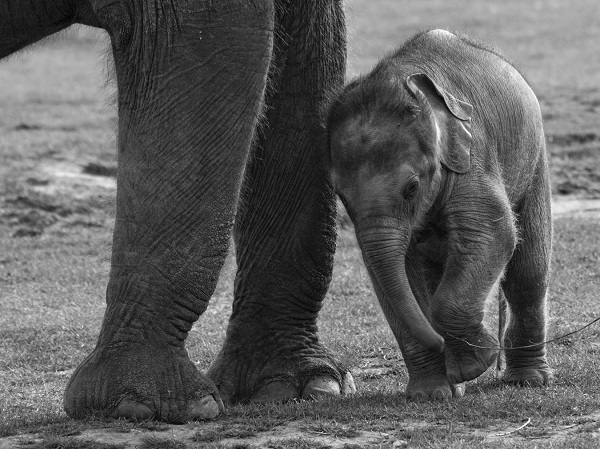 Al ser separados desde pequeños y encadenarlos, el elefante al final entendería que es imposible escapar, por lo que inconscientemente se somete. A esto se le denomina “indefensión aprendida.”