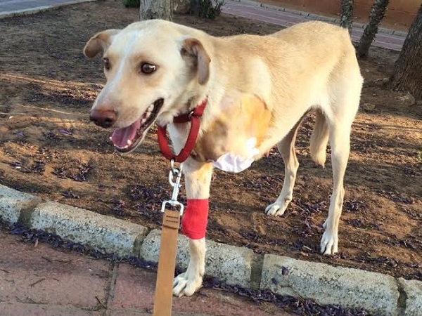 En ocasiones, como en traumatismos severos, es necesaria la amputación de algún miembro con el fin de preservar la vida del animal.