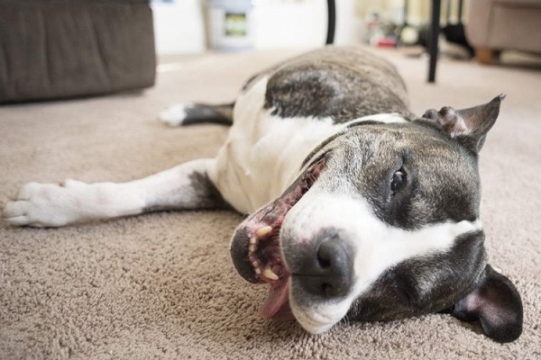 La adaptabilidad de los perros a nuevas situaciones, como la pérdida de un miembro, es asombrosa; es parte de su instinto de supervivencia.