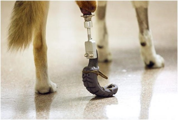 A últimas fechas, la ciencia ha tomado un papel importante mediante el desarrollo de prótesis para patas, picos, aletas, etc.