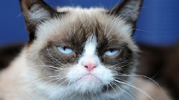 A pesar de tener siglos entre nosotros como especie domesticada, aún hay actitudes de los gatos que pueden parecer extrañas a los humanos.