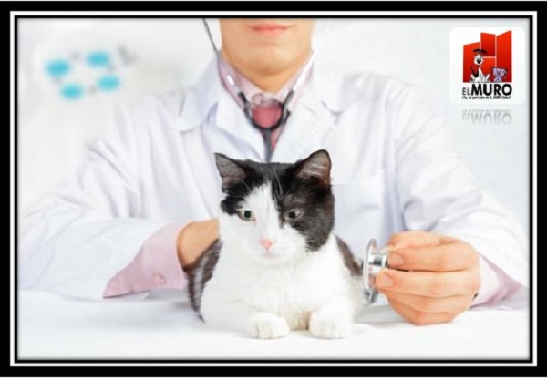 A nadie le gusta visitar al médico y los felinos no son la excepción, más aún cuando no es una práctica regular y sólo se hace cuando “no hay más remedio.”