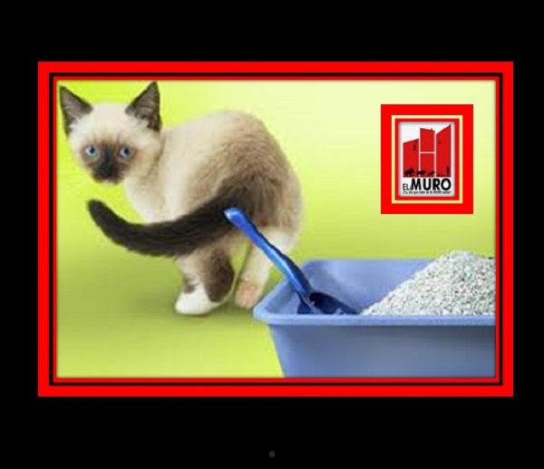 ¿Utilizarías un baño sucio y maloliente? Pues los gatos tampoco, es menester limpiar su arenero de forma constante para remover todas sus heces.