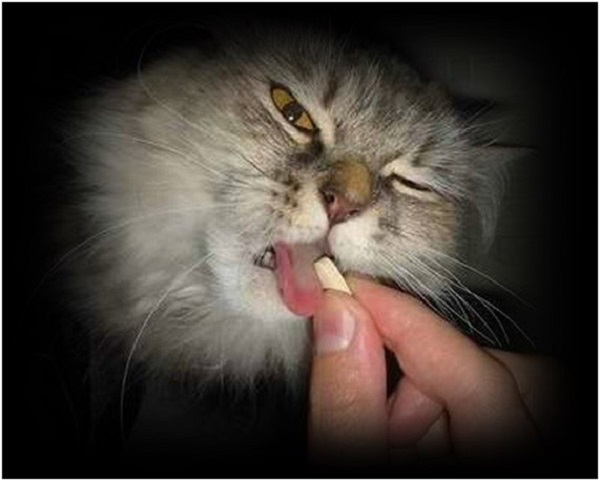 Los medicamentos son otro de los temas de disgusto para los mininos: no gustan de ingerirlos, aun cuando se intenten disfrazar con algún alimento.