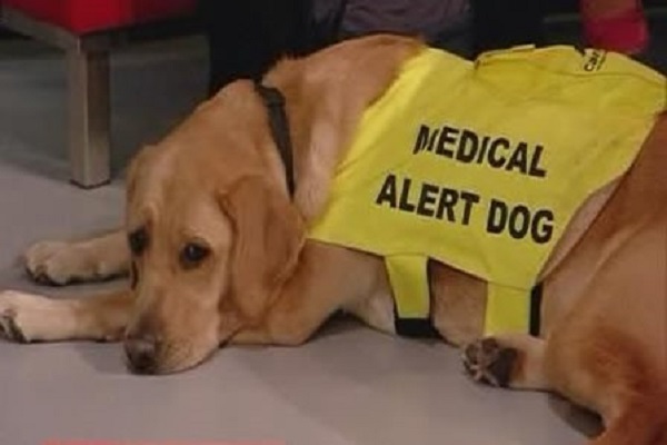 Está demostrado que los perros pueden detectar algunas enfermedades del ser humano como la diabetes, el cáncer, y otras.