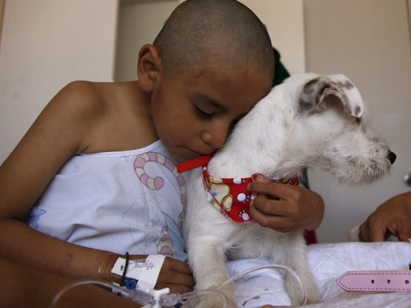 Sin que tengan una efectividad del 100%, si reciben cierto entrenamiento, los perros pueden usar su olfato para detectar ciertas enfermedades.