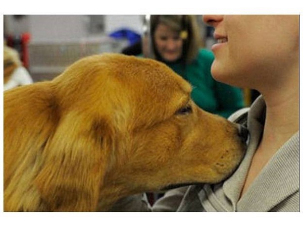 En un estudio del Hospital Schillerhoehe, en Alemania, los perros fueron capaces de detectar correctamente cáncer de pulmón en el 71% de los pacientes.