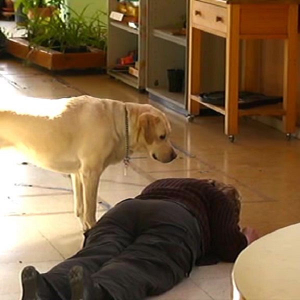 Las convulsiones también son detectadas por los canes, aunque no hay evidencia científica de cómo sucede esto.