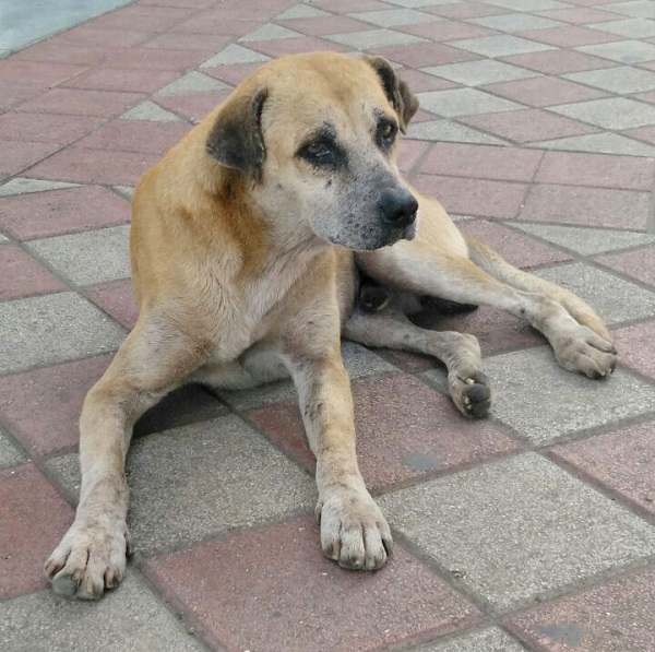 Con los años a cuestas, pero vigilante de su espacio y sus amigos, Solovino es un perrito que vive a las puertas del Aurrerá de Ciudad Caucel, en Mérida.