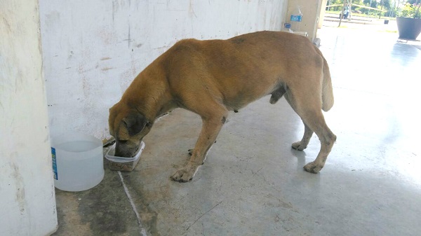 Es tan natural encontrarse a Solovino en la entrada del supermercado, que los vigilantes han acondicionado un pequeño espacio donde recibe sus alimentos y tiene agua a su disposición.