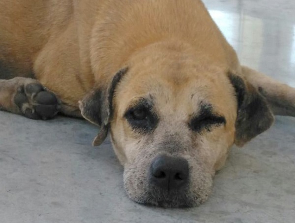 Es la esperanza de muchos que Solovino pueda pasar esta Navidad con una familia; bien merece unos años de amor y compañía como recompensa.