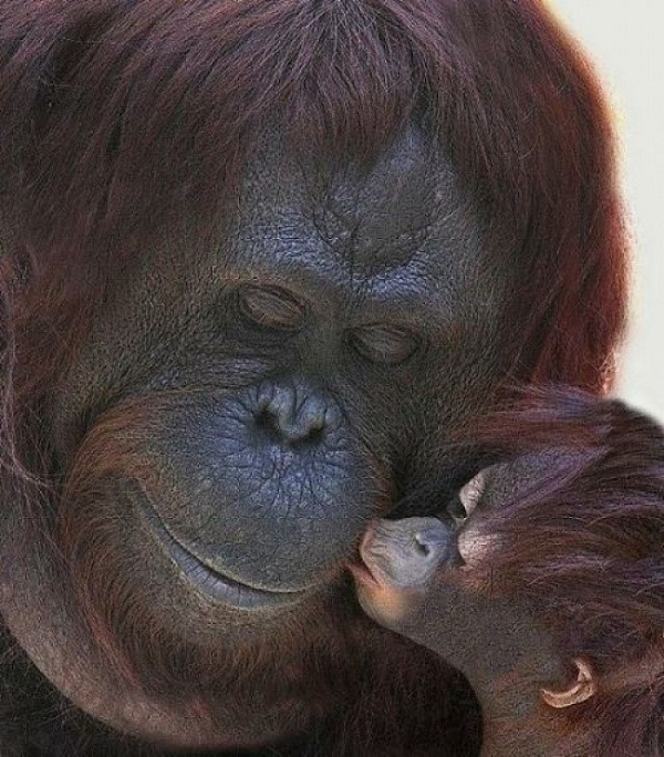La mamá orangután mantiene junto a ella a sus crías por 6 o 7 años, un período bastante largo en el reino animal, sin contar a la especie humana.