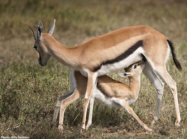 La gacela suele ofrecerse como señuelo para que sus crías puedan pasar desapercibidas a sus depredadores.