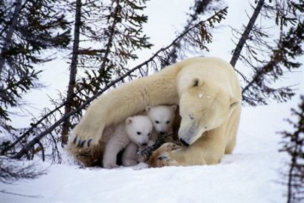 La osa polar puede permanecer meses sin comer, amamantando a sus crías en su refugio de nieve.