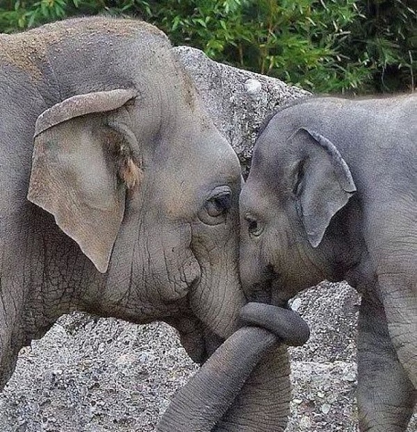 Entre los elefantes, las hembras se encargan del cuidado y protección de los cachorros de toda la manada ya que, entre otras cosas, nacen ciegos.