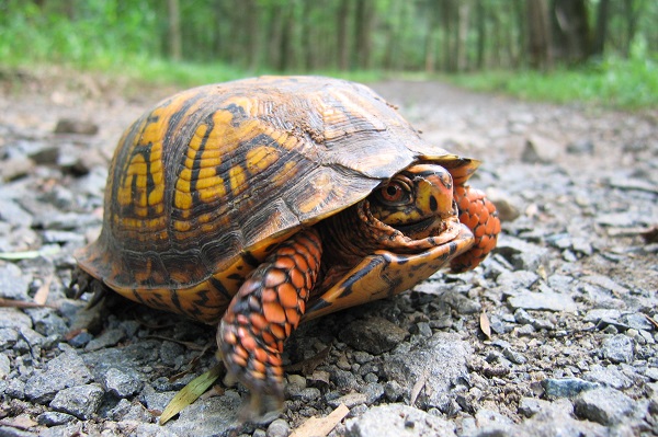 An Eastern Box Turtle spotted while crossing a trail in Manassas Battlefield National Park.