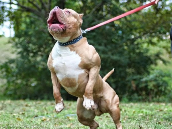 El cuello alberga parte de la médula espinal; una lesión en ésta puede ser de proporciones catastróficas para nuestro perro, ya que comunica el cerebro con el resto del cuerpo.