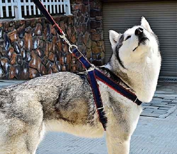 Un arnés evita en gran medida lesiones cervicales. Sujetar a nuestro can de esa manera y emprender caminatas y paseos es una muy buena recomendación.