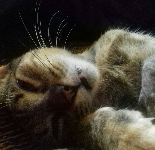 Para casi todo mundo resulta envidiable la forma de dormir de un gato: un gato adulto puede dormir entre 12 y 15 horas al día y estar más activo por la noche.