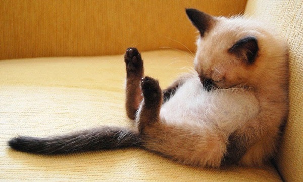 Al no ocupar tiempo cazando, como lo hacían sus antepasados, los gatos domésticos invierten esas horas en dormir plácidamente.