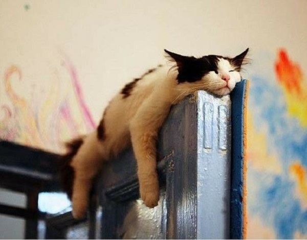 En realidad el tiempo de sueño de un gato es la suma de varias siestas cortas, su sueño es ligero y lo alterna con períodos de sueño profundo.