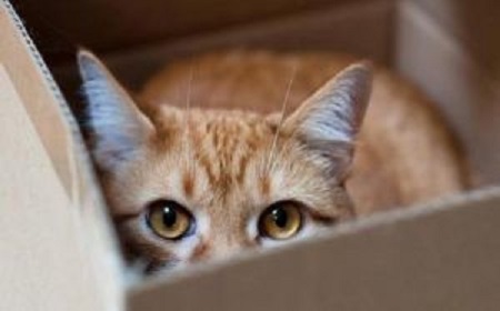 La confianza es algo que el gato irá desarrollando poco a poco, debe acostumbrarse a un nuevo entorno, a nuevas personas y a nuevas rutinas.