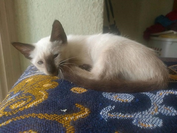 Confinar al gato de inicio puede ayudar, esto es, tenerlo en una habitación tranquila donde tenga lugares para esconderse, pero que no sean de difícil acceso para su humano.