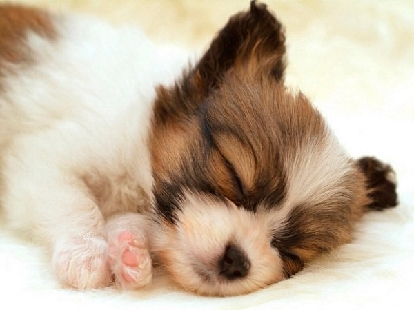 Los perros, al igual que los humanos, tienen sueños, pesadillas y algunas razas incluso roncan y se mueven mucho.