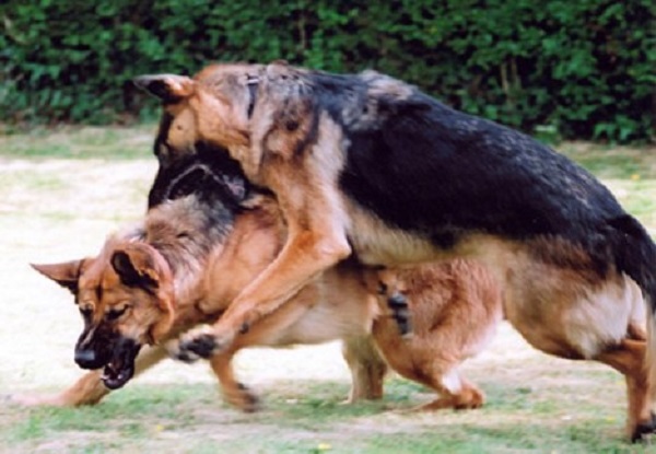 En estructuras sociales jerárquicas, como las de los perros, el orden es fundamental y la agresión puede ser una manera de conservar este orden.