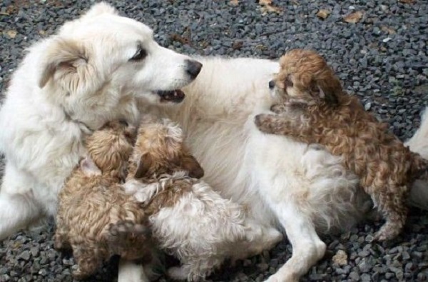 Algunas hembras pueden manifestar agresión cuando han parido y perciben que sus crías pueden estar en peligro; esto se conoce como Agresividad maternal.
