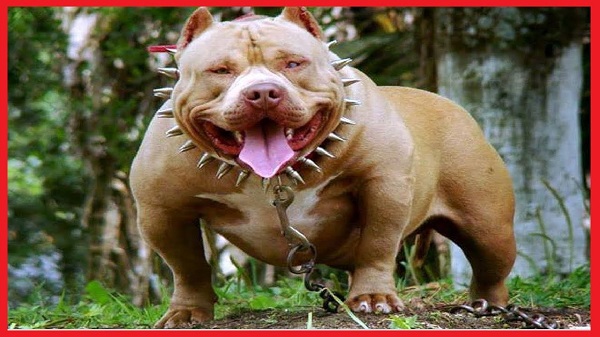 El castigo físico, como los collares de púas, pueden empeorar la situación de un perro agresivo; lo mejor es buscar la ayuda de un profesional en la materia.