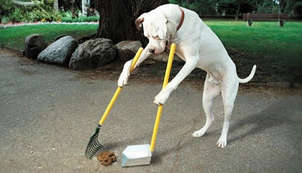 La limpieza de los desechos al sacar al animal de paseo es obligación de sus propietarios; en el caso de gatos, poseer un arenero y limpiarlo al menos una vez cada semana.