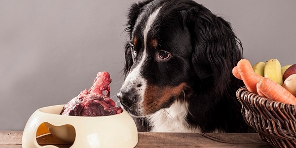 Existe una propuesta de alimentación para canes basada en alimentos que ellos consumirían si estuvieran en estado natural; se le conoce como Dieta BARF por sus siglas en inglés.