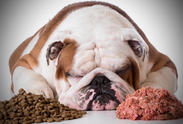 La Dieta BARF tiene seguidores y detractores. Lo que es una realidad es que la ingesta de ciertos alimentos naturales, además de las croquetas de calidad, son de gran beneficio para los perros.