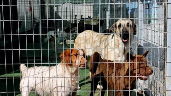 Una buena forma de empezar el año es ayudando a quienes ayudan, y bien podría ser alguna asociación o protectora de animales.