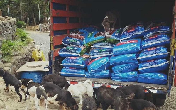 La donación de alimento es algo de gran valía para una protectora, ya sea alimento especial para alguno de los animales, o alimento de consumo general para todos los inquilinos.