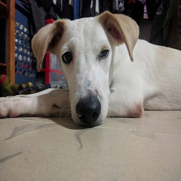 Los 10 animales más inteligentes del mundo