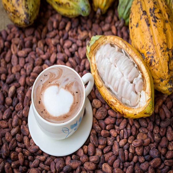 Theobroma Cacao